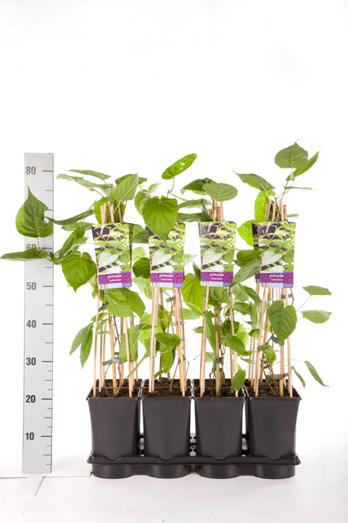 Actinidia kolomikta C2,5 (2,5 liters kruka) 70 cm