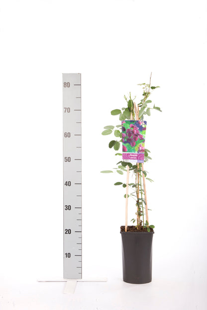 Akebia quinata C2,5 (2,5 liters kruka) 70 cm