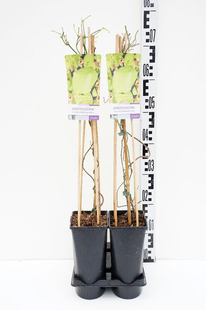 Aristolochia durior 70 cm C2,5 (2,5 liters kruka)