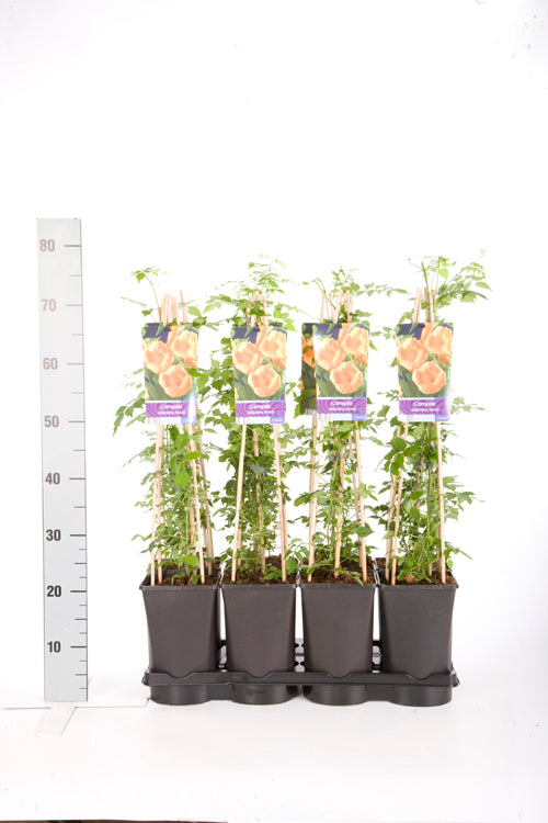 Campsis radicans &