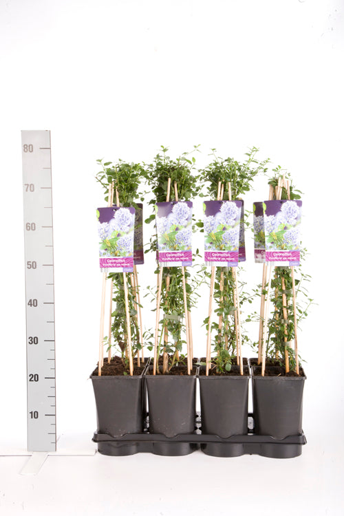 Säckbuske thyrs. repens - C2,5 70 CM 4 ST(SP)