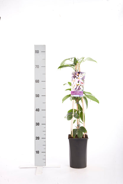 Clematis arm. &