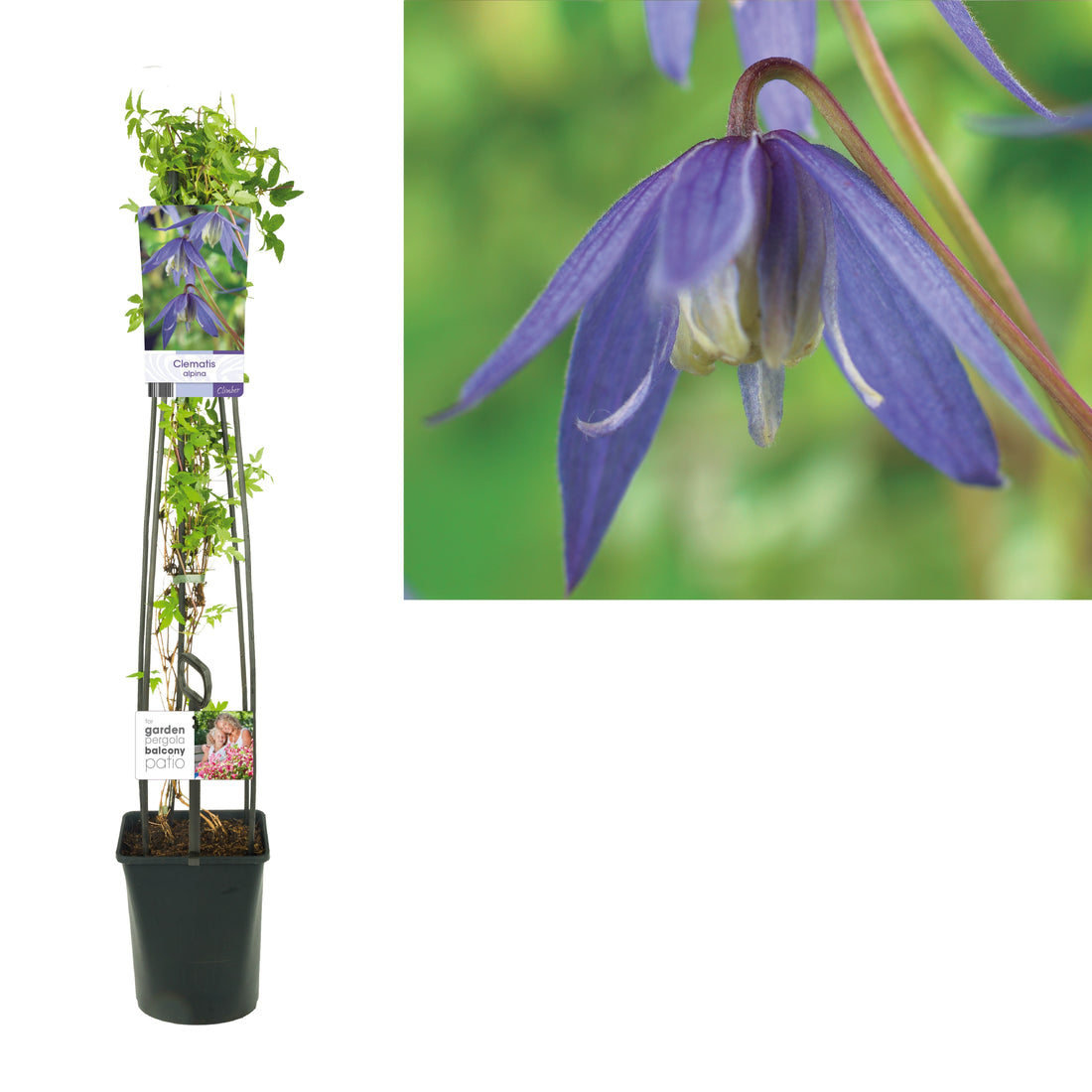Klematis alpina - C5 120 CM 4 ST (SK)