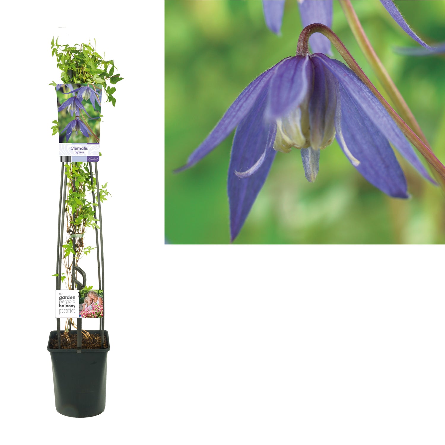 Klematis alpina - C5 120 CM 4 ST (SK)