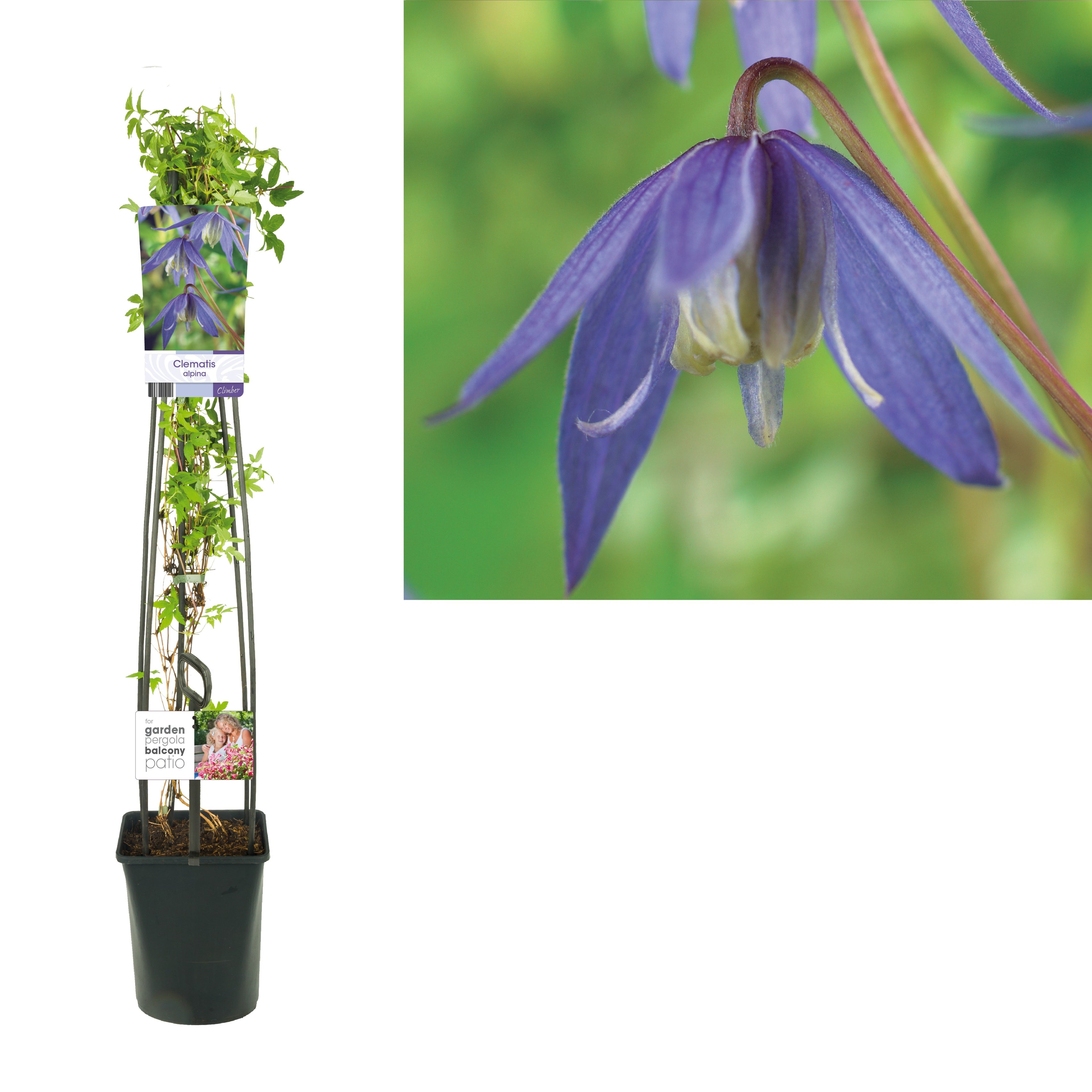 Klematis alpina - C5 120 CM 4 ST (SK)