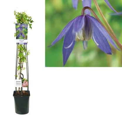 Clematis alpina C5 (5 liters kruka) 120 cm