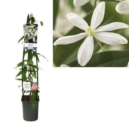 Clematis armandii C5 (5 liters kruka) 120 cm
