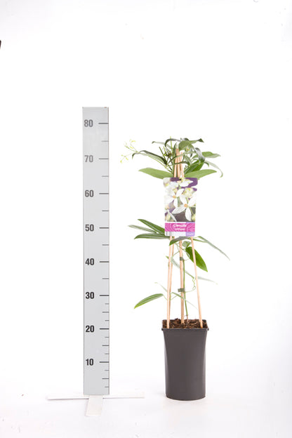 Clematis armandii 70 cm C2,5 (2,5 liters kruka)