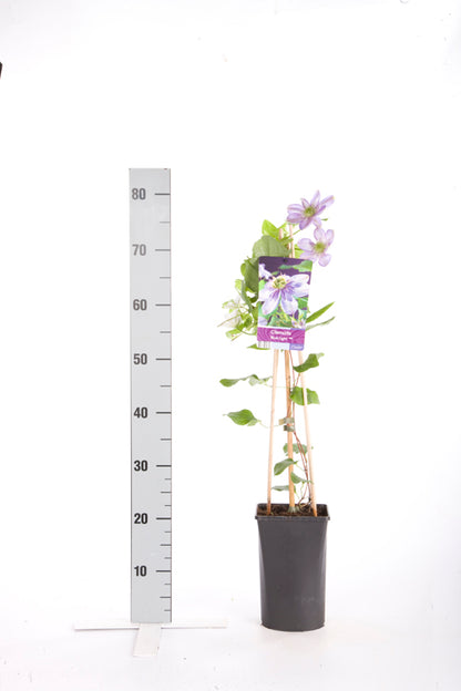 Clematis &