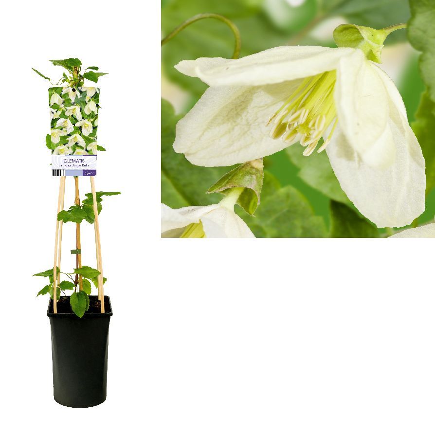 Klematis cirrh. &