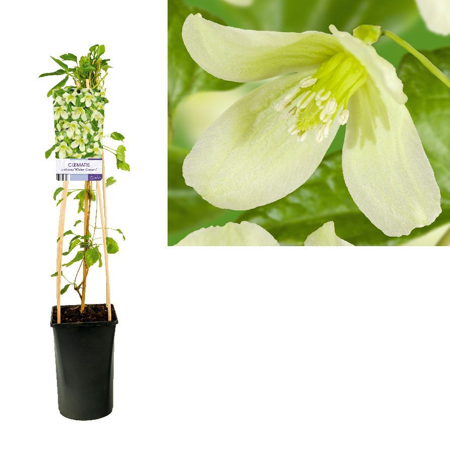 Klematis cirrh. &