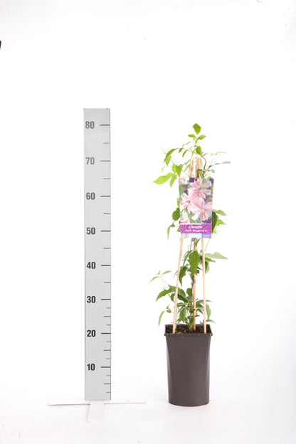 Clematis &