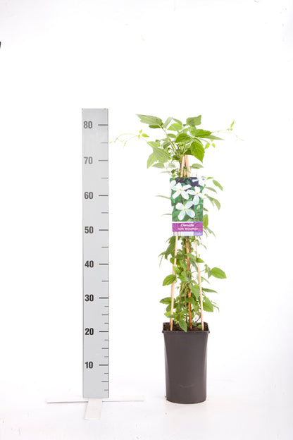 Clematis mont. &