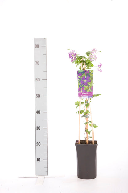 Clematis &