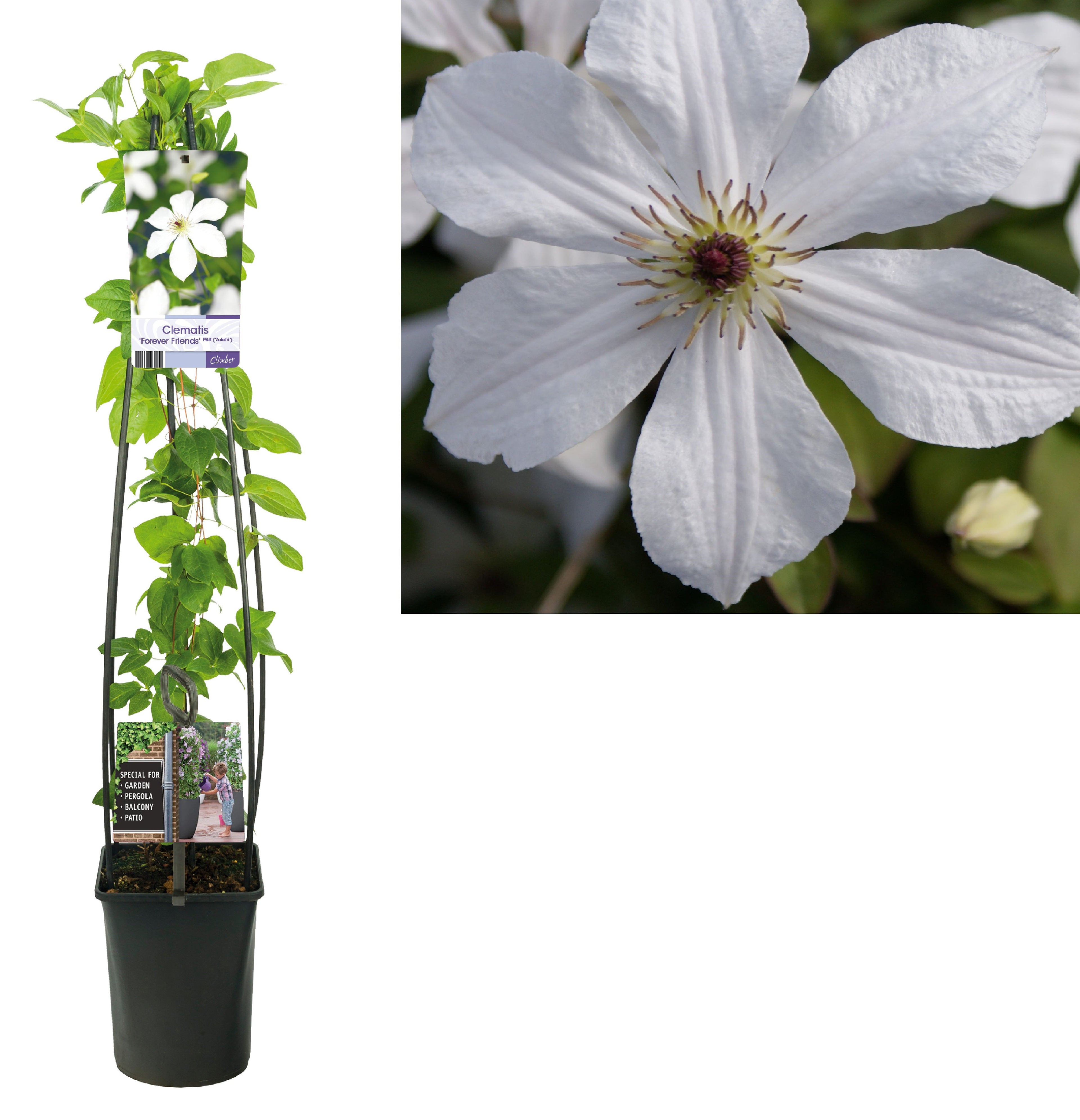 Klematis &