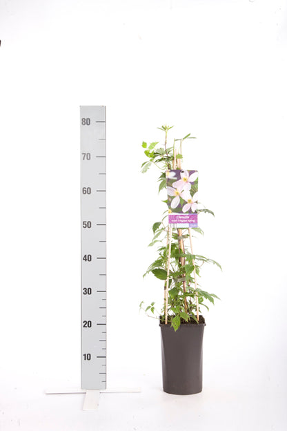Clematis &