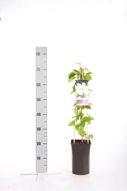 Clematis &