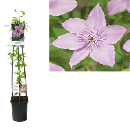 Clematis &