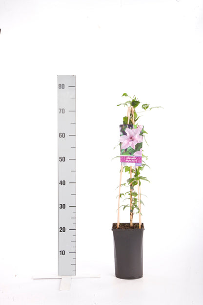 Clematis &
