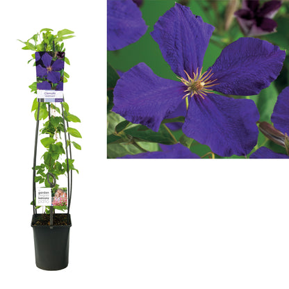 Clematis &