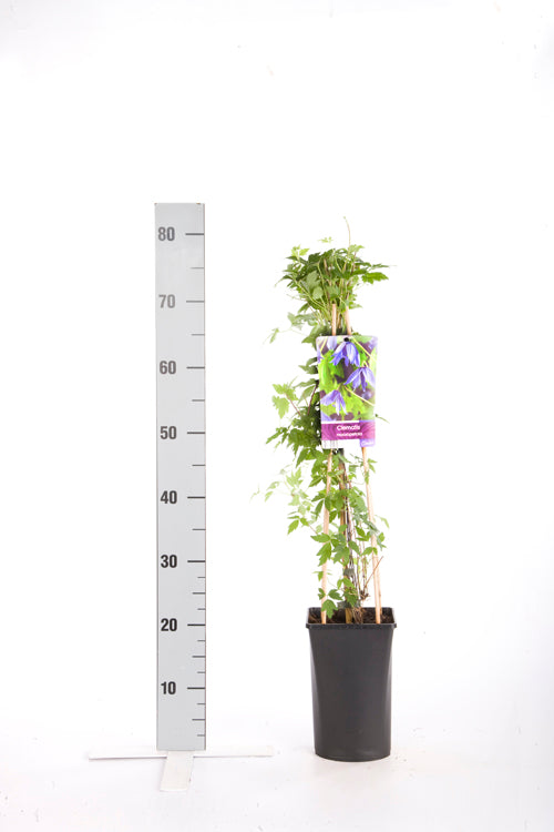 Klematis macropetala - C2,5 70 CM 4 ST(SP)