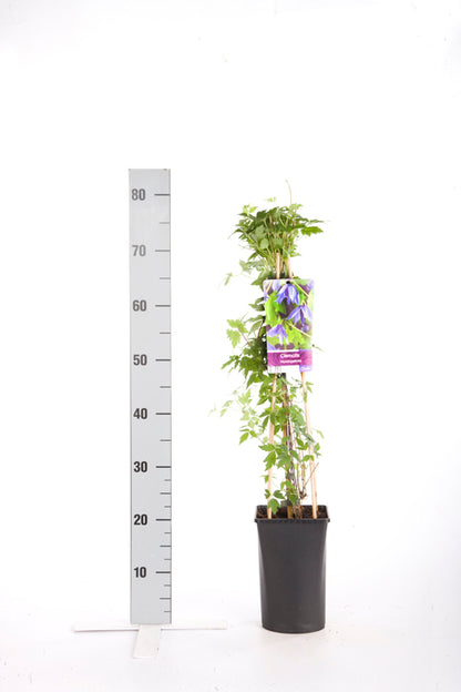 Clematis macropetala C2,5 (2,5 liters kruka) 70 cm