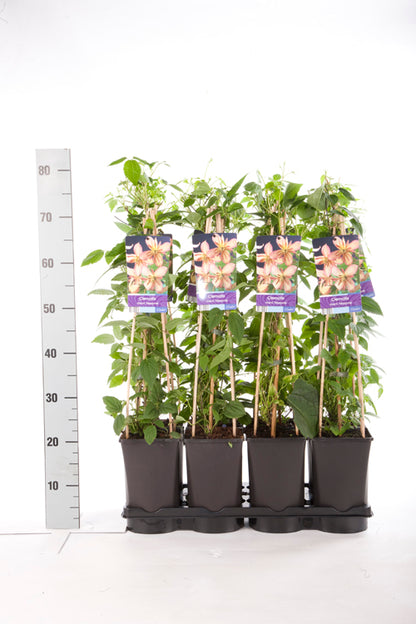 Clematis &