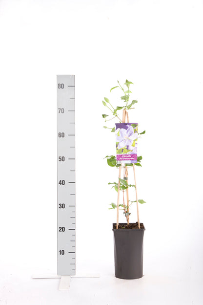Clematis &