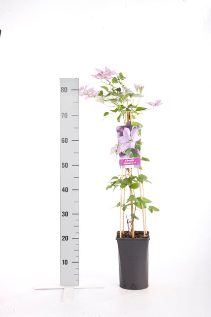 Clematis &