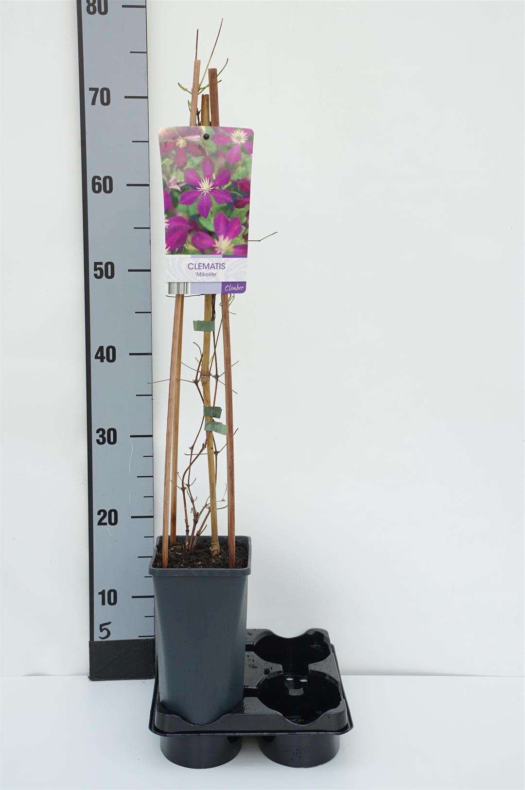 Clematis &