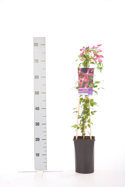 Clematis &