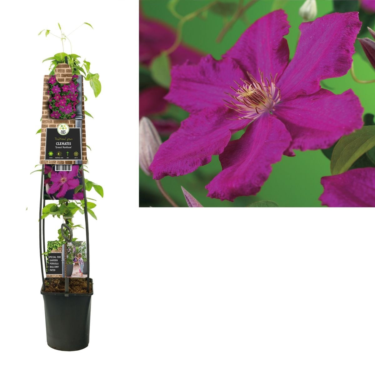 Clematis &