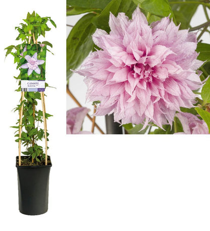 Clematis &