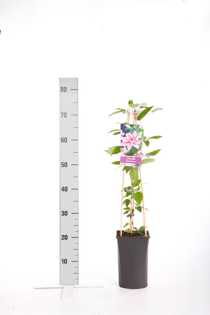 Clematis &