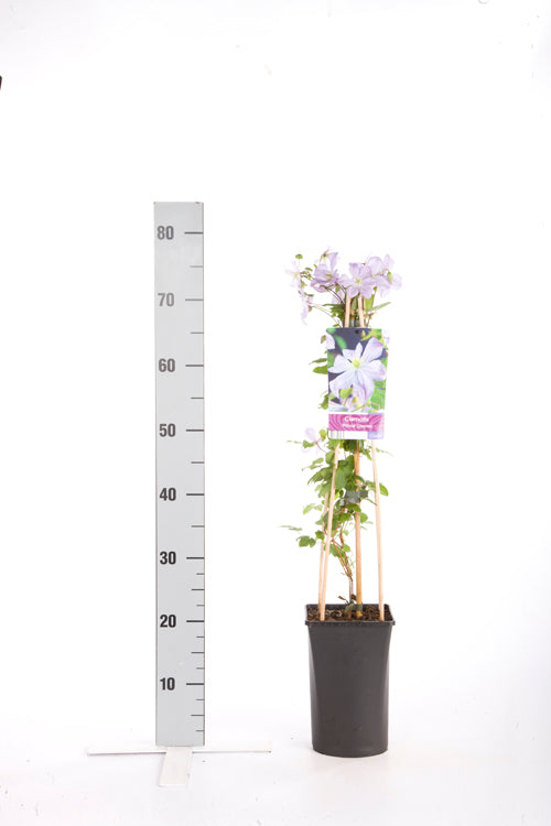 TW-2581244