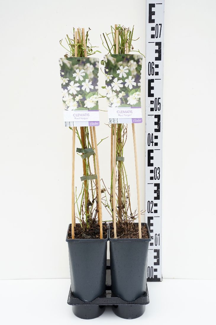 Klematis &