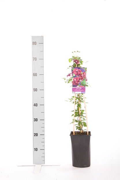 Clematis &
