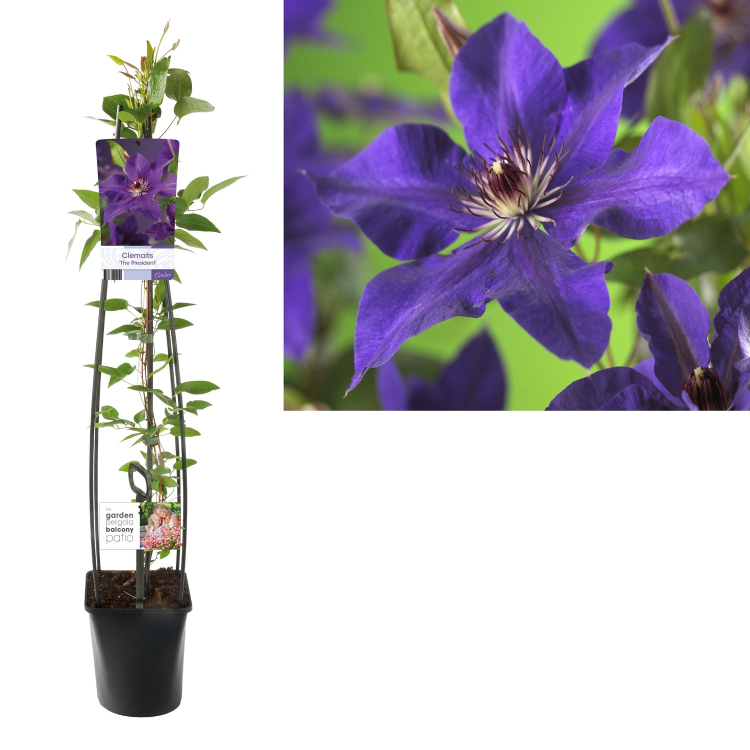 Klematis &