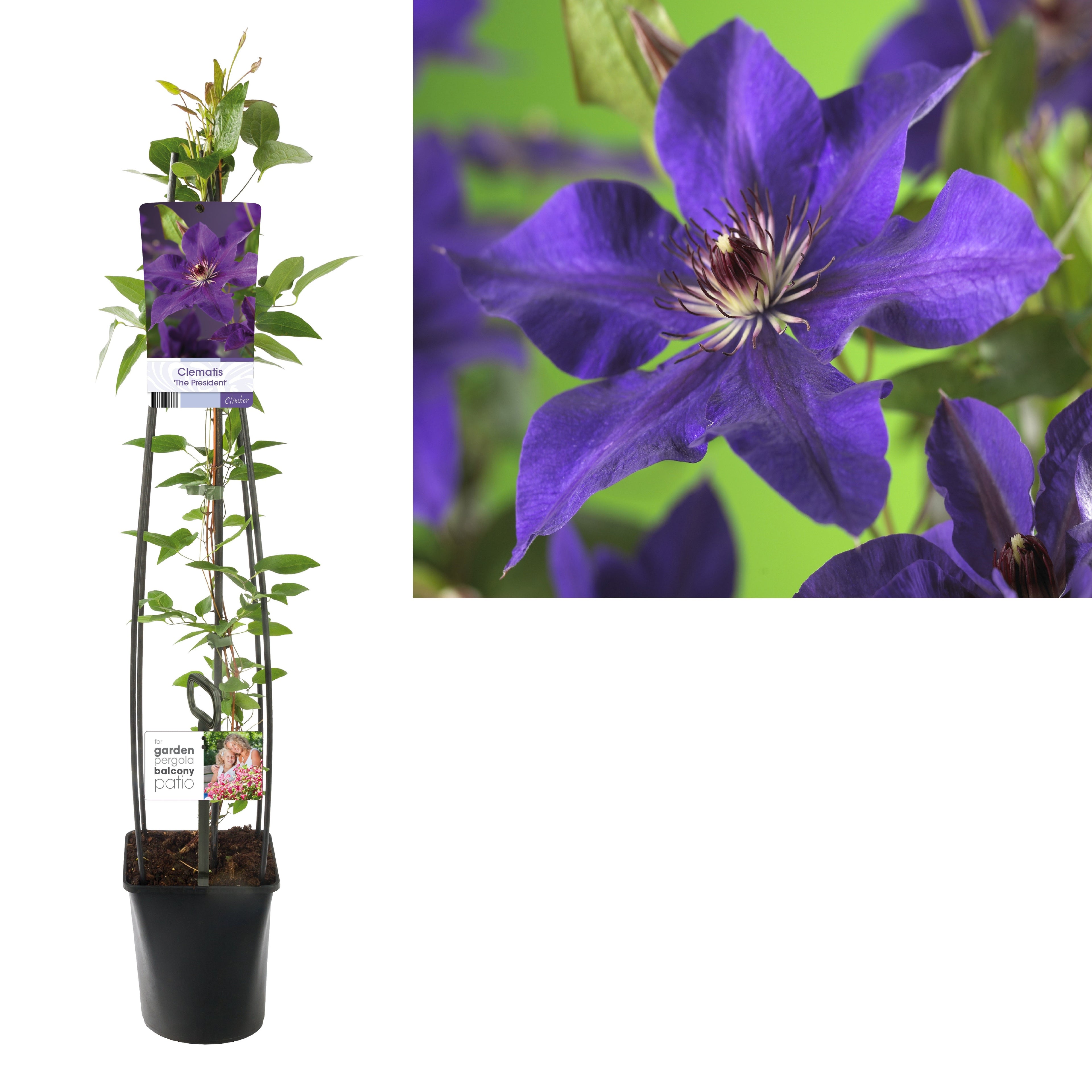 Klematis &