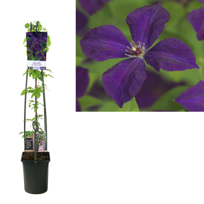 Clematis &