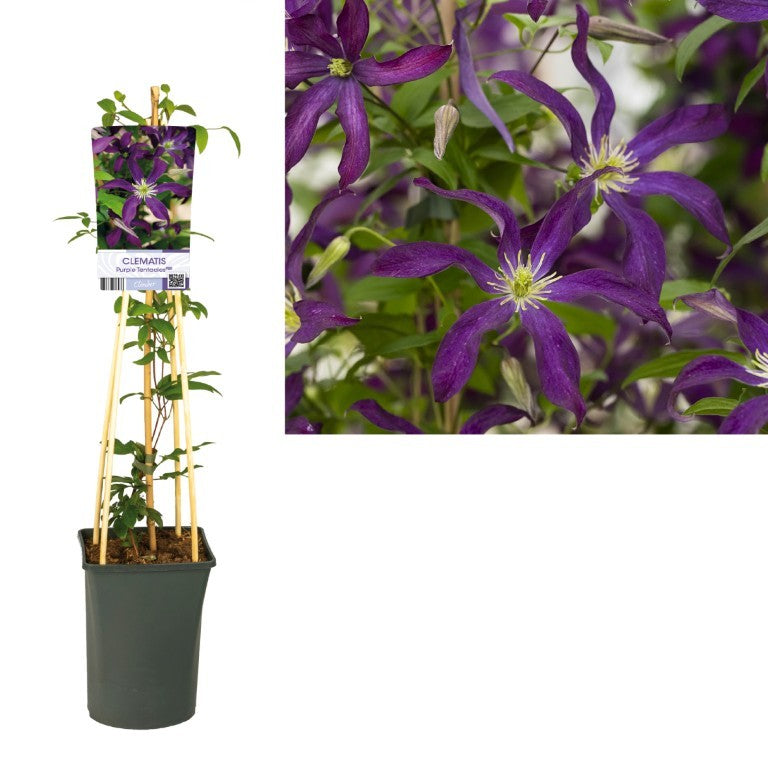 Klematis &