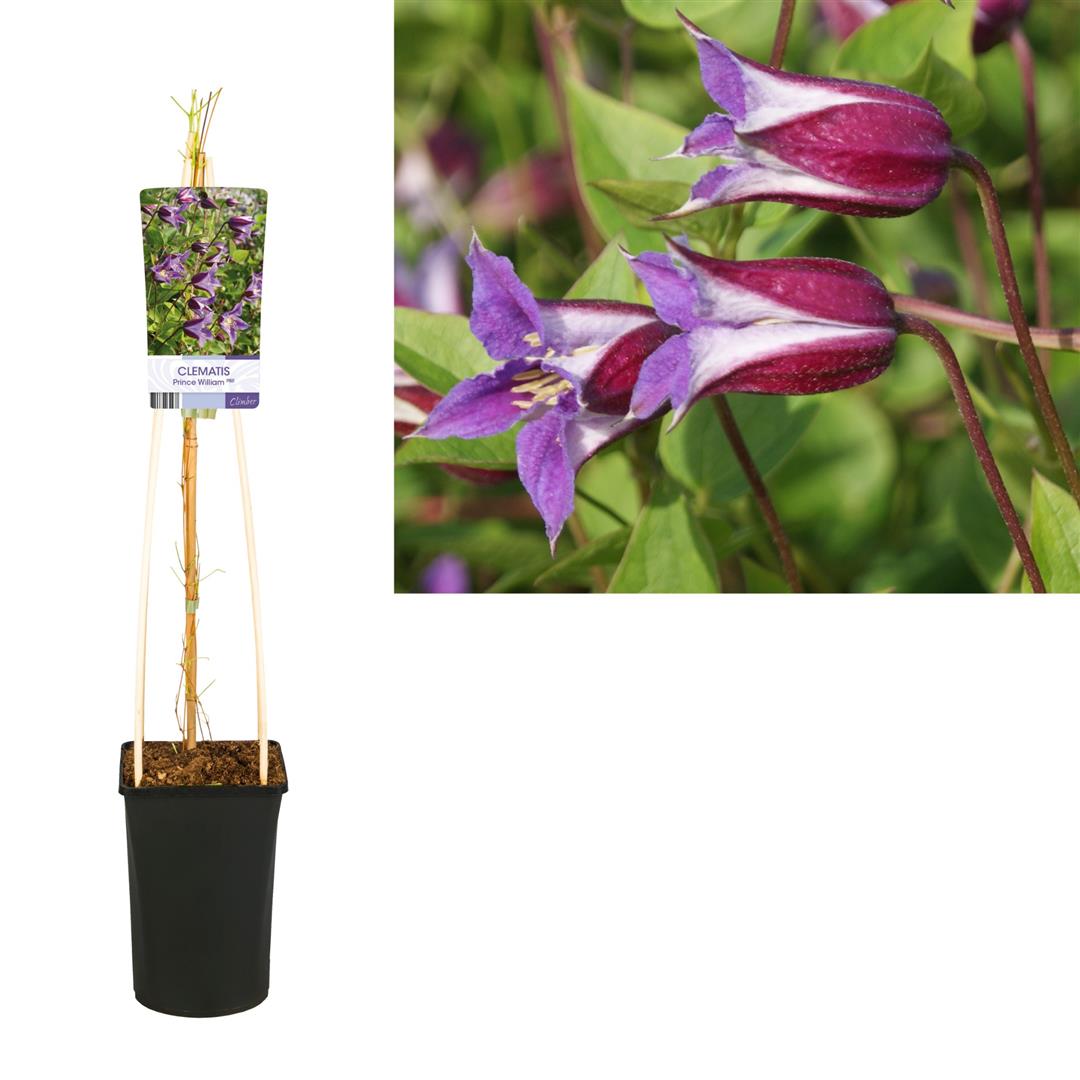 Clematis &