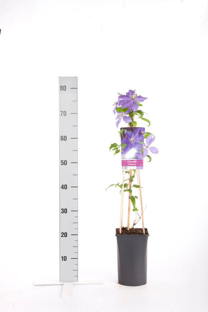 Clematis &