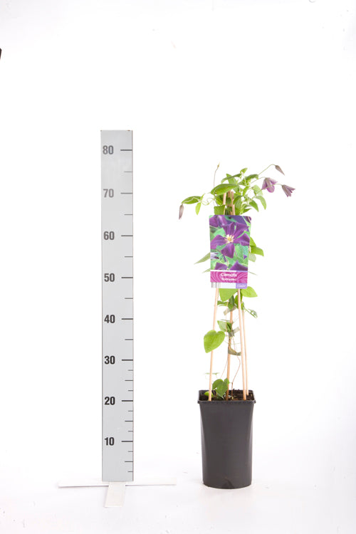 Clematis &