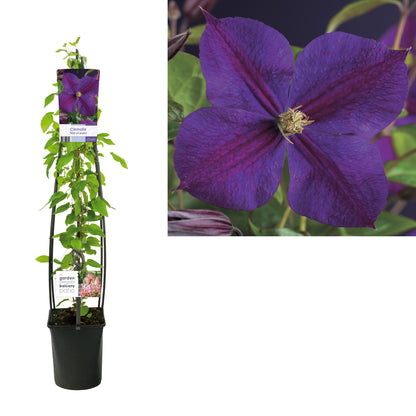 Clematis &