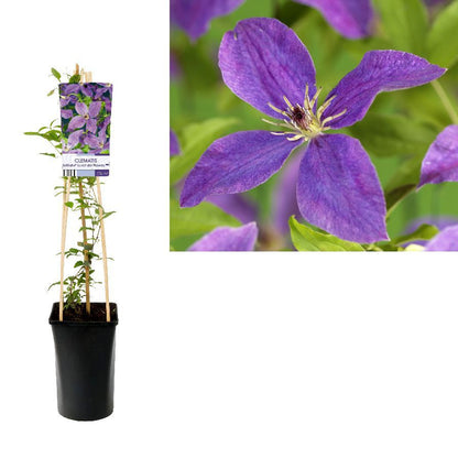 Clematis &