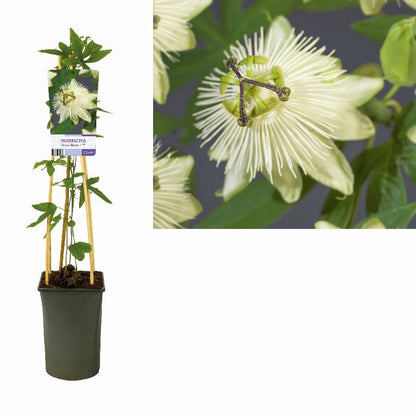 Clematis &