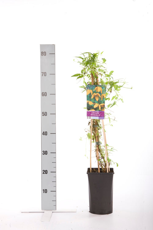 Klematis tib. tangutica - C2,5 70 CM 4 ST(SP)