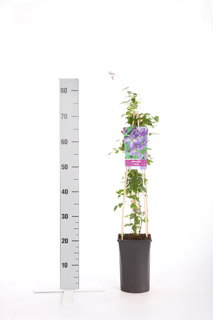 Clematis viticella C2,5 (2,5 liters kruka) 70 cm