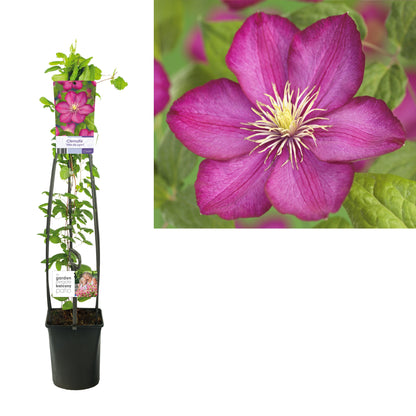 Clematis &